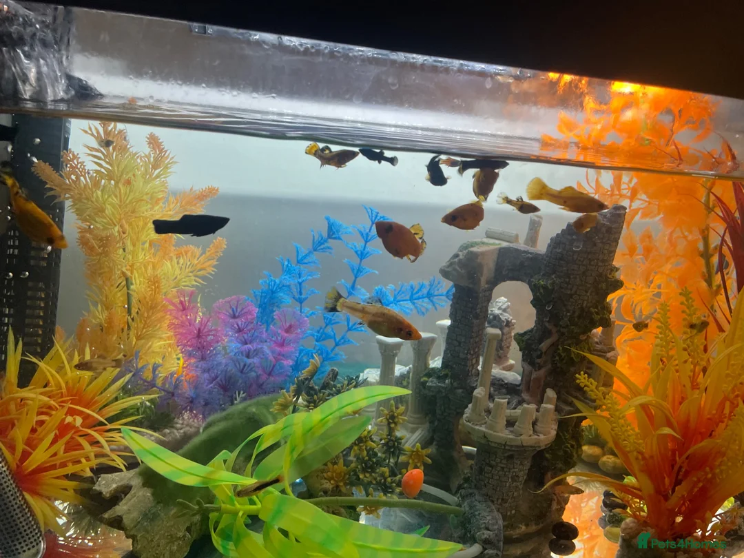 Platies fish for sale: Platies - Advert 2