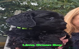 Cockapoo dogs for sale: Gorgeous Cockerpoo Puppies  - Image 5