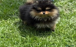 Pomeranian dogs for sale: Champion KC Russian/Taiwan tiny Pomaranian  - Image 7