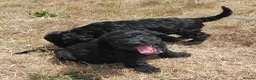 Mixed Breed dogs for sale: Beautiful Black Cockalier-a-Poo Puppies  - Advert 6