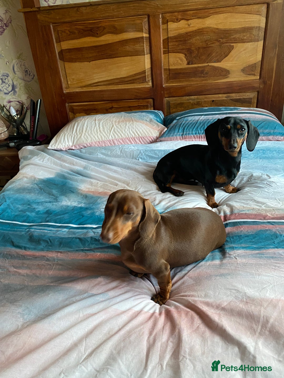 Miniature Dachshund dogs for sale: 🐾 Exceptional KC Miniature Dachshund Puppies ✨ - Advert 3