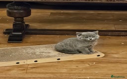 British Shorthair cats for sale: GCCF BSH Blue pedigree kittens for sale - Image 4