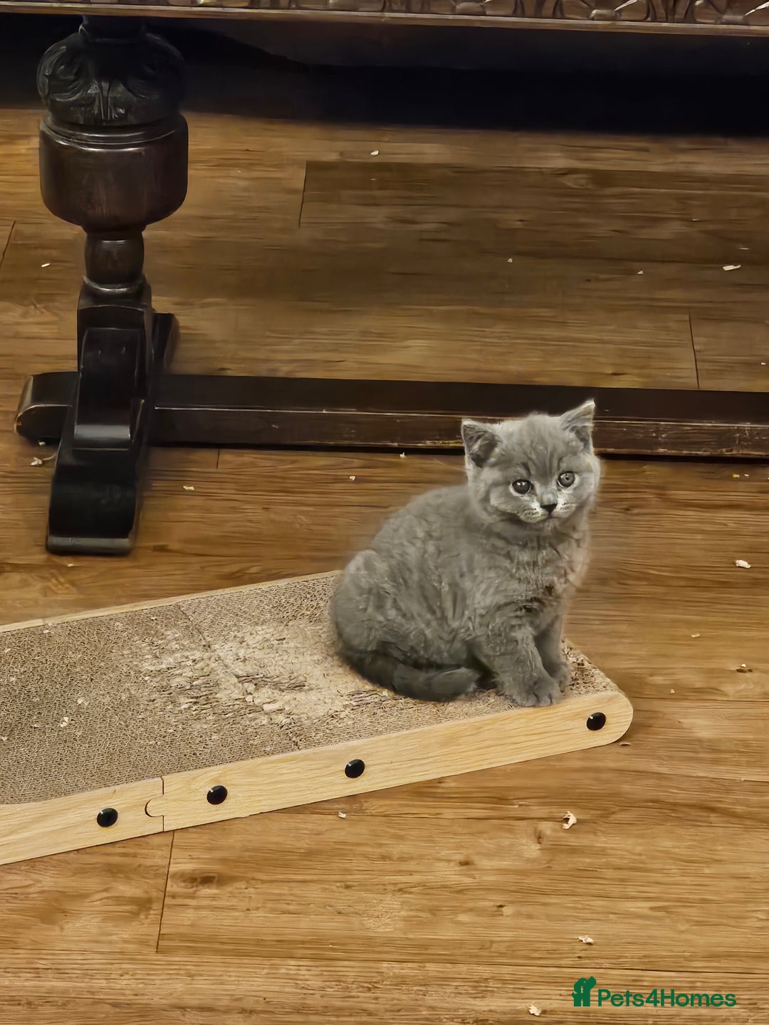 British Shorthair cats for sale: GCCF BSH Blue pedigree kittens for sale - Image 4