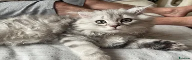 Scottish Fold Kitten 1