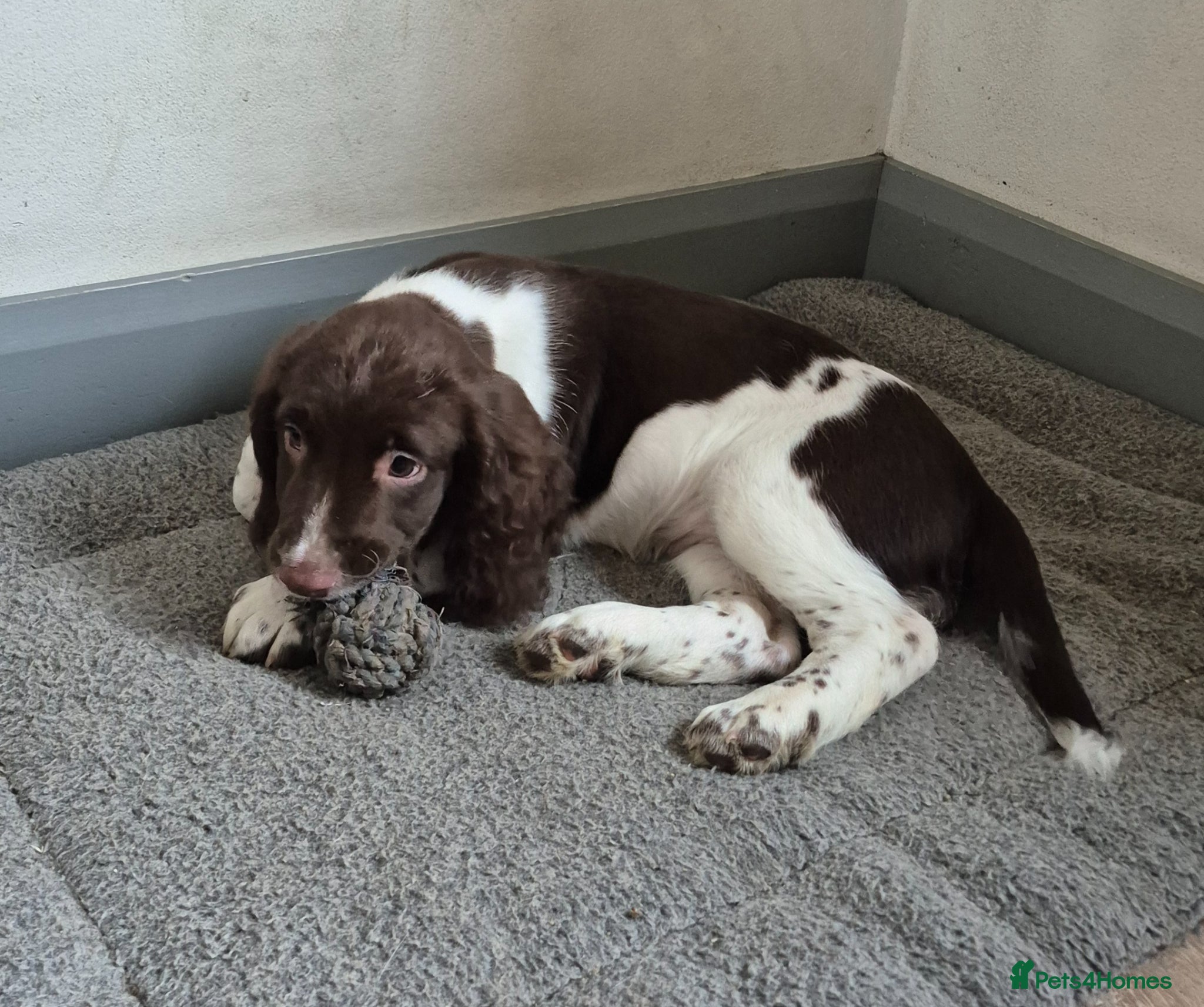 English Springer Spaniel dogs BEAUTIFUL ENGLISH SPRINGER SPANIEL KC REG PUP - Advert 2