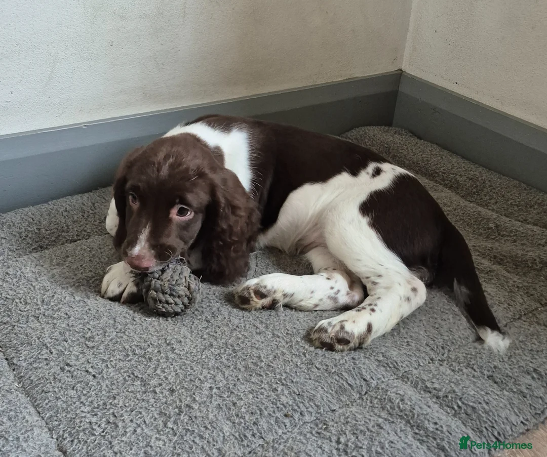 English Springer Spaniel dogs for sale: Northern Irish BEAUTIFUL SPRINGER SPANIEL PUP - Advert 1