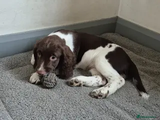 English Springer Spaniel dogs BEAUTIFUL ENGLISH SPRINGER SPANIEL KC REG PUP - Advert 2