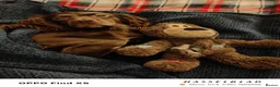 Cocker Spaniel dogs for sale: Beautiful Chocolate Cocker Spaniels (worker) in Ross-on-Wye - Advert 21