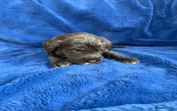 Mixed Breed dogs for sale: Australian Goldendoodles stunning litter  - Image 12