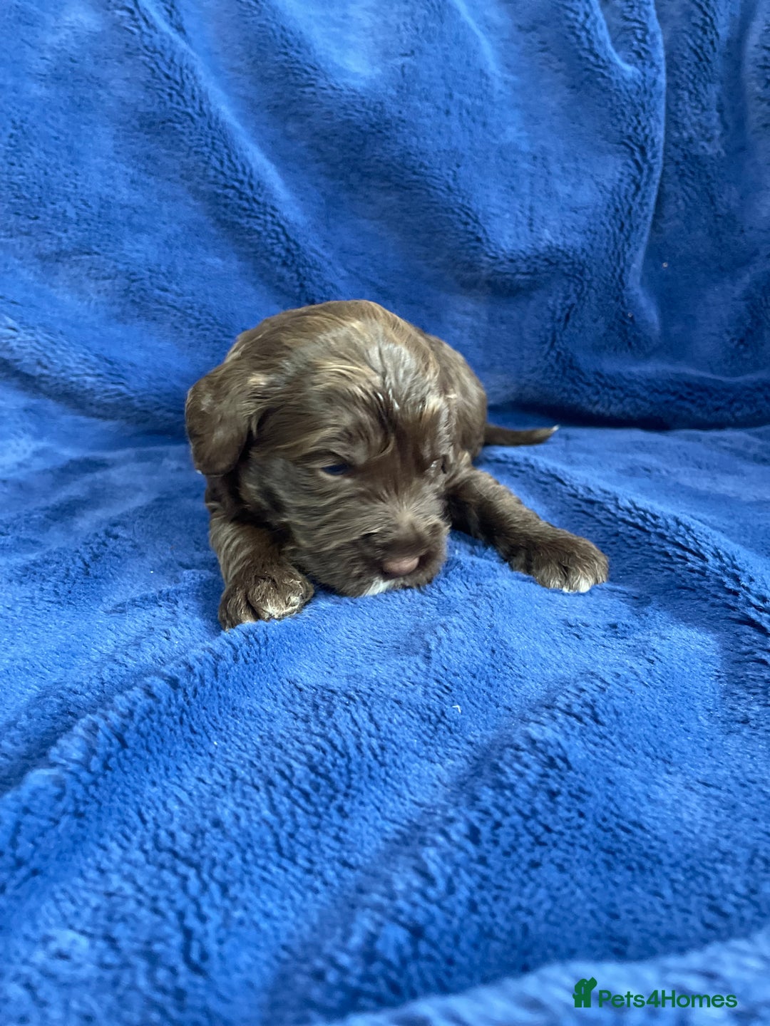 Mixed Breed dogs for sale: Australian Goldendoodles stunning litter  - Image 12