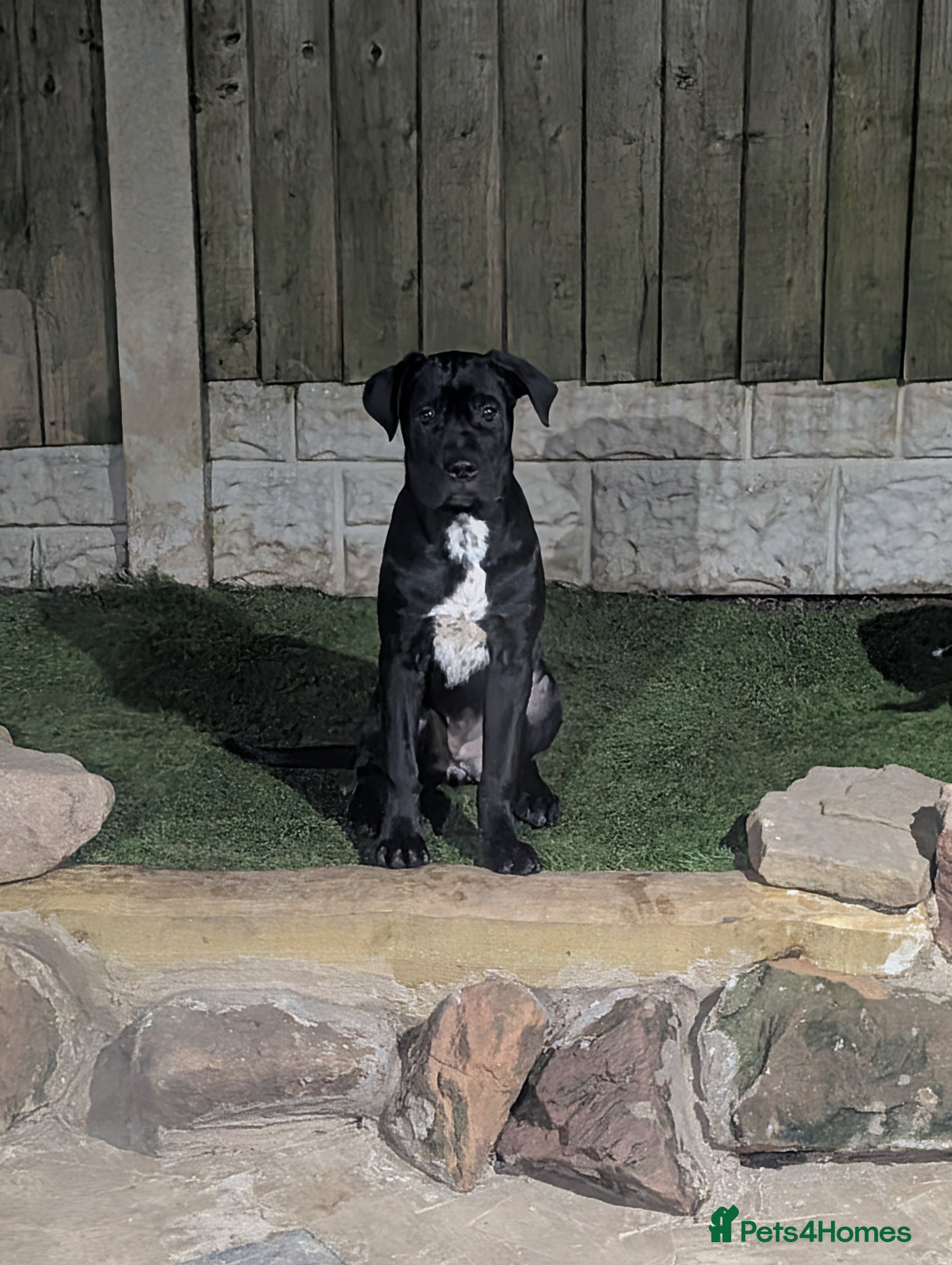 Cane Corso dogs Female cane corso puppies Ready to leave now - Advert 5