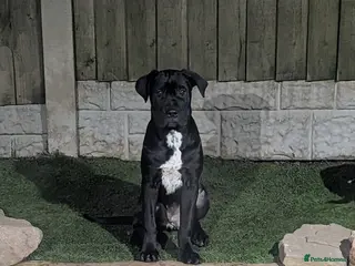 Cane Corso dogs Female cane corso puppies Ready to leave now - Advert 5
