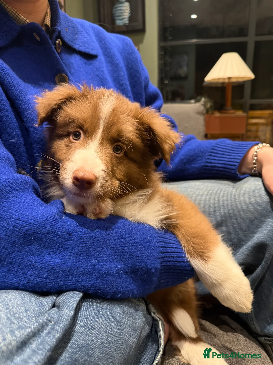 Border Collie dogs for sale: Border Collie puppies for sale - Advert 2