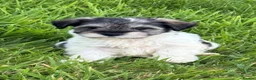 Miniature Schnauzer dogs for sale: Stunning, healthy BVA/MAC screened mini schnauzers - Advert 17