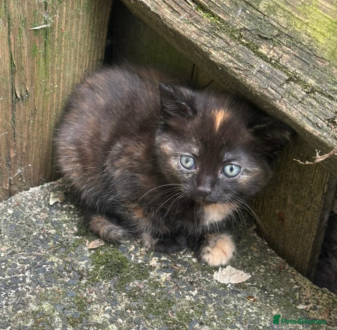 Persian cats for sale: Beautiful Persian kittens - Advert 5