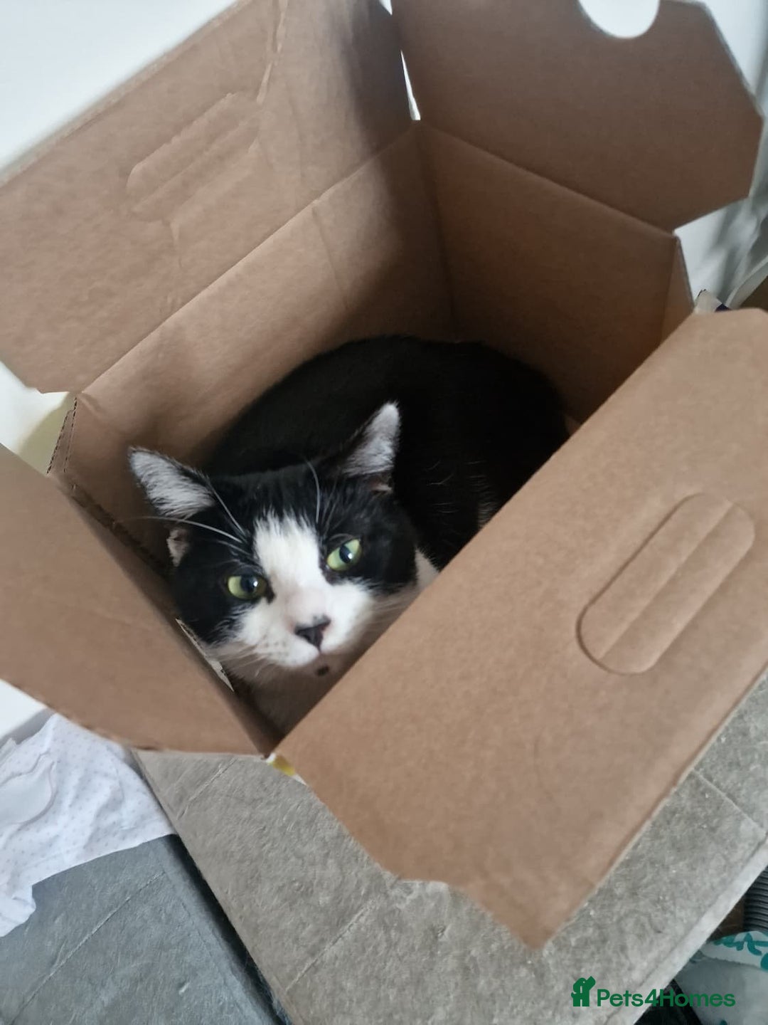 Mixed Breed cats for sale: 2 male cats  - Image 6