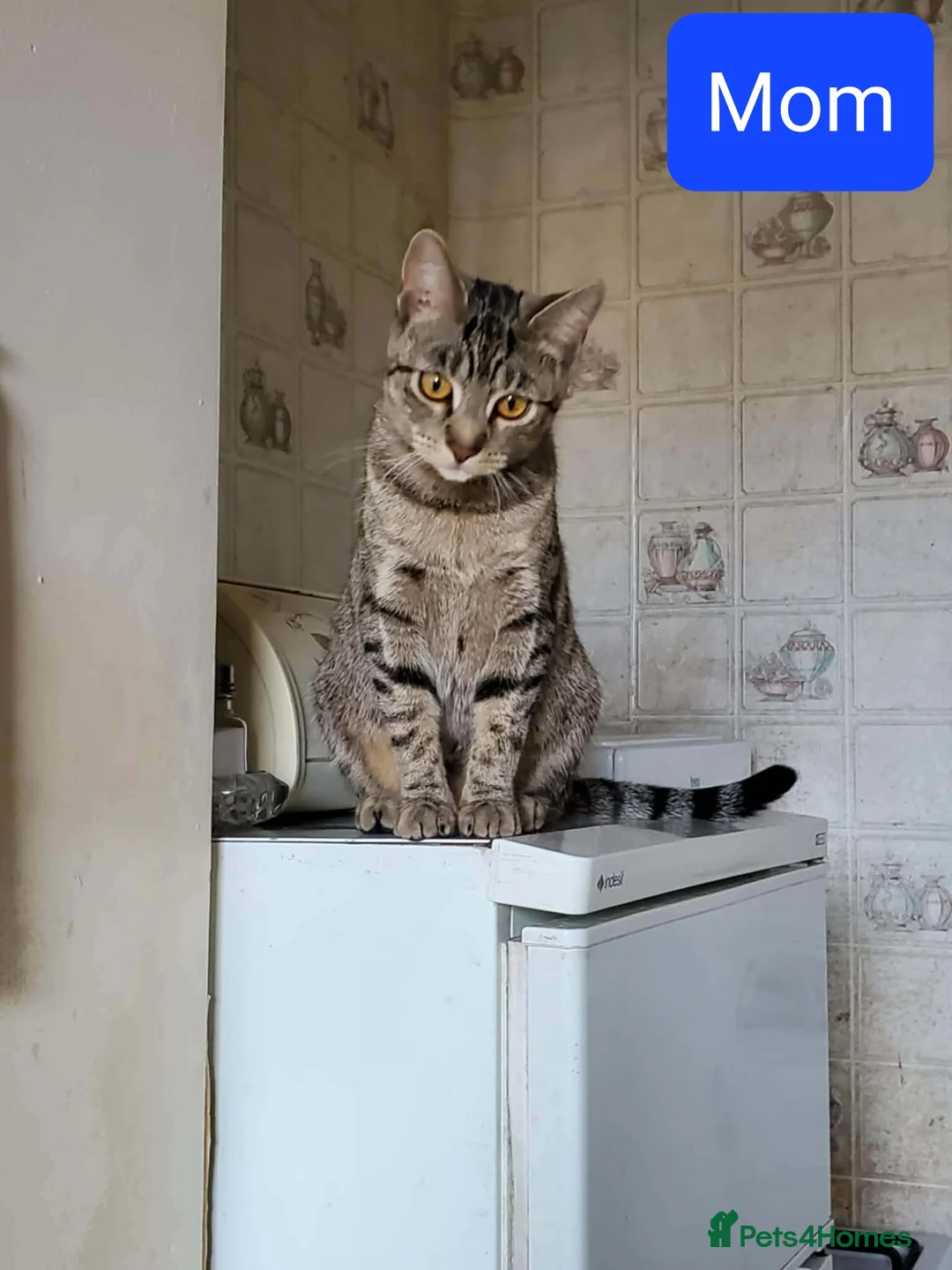 European cats for sale: For Sale tipi - Advert 5