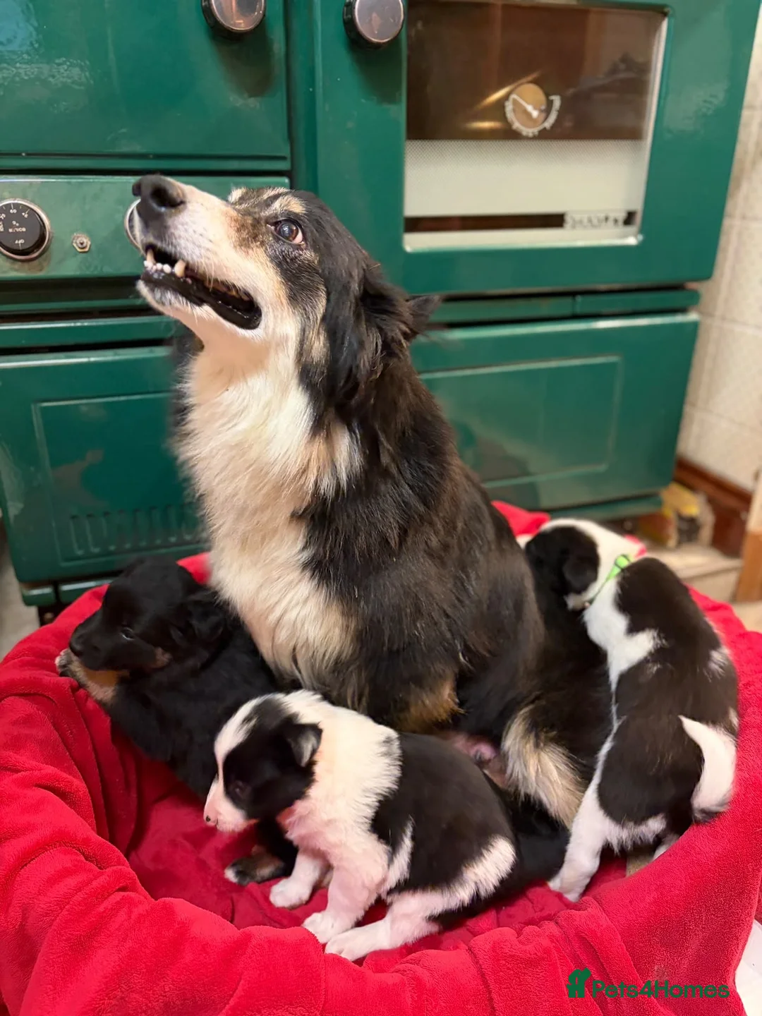 Border Collie dogs for sale: Gorgeous border collie pups - Advert 1