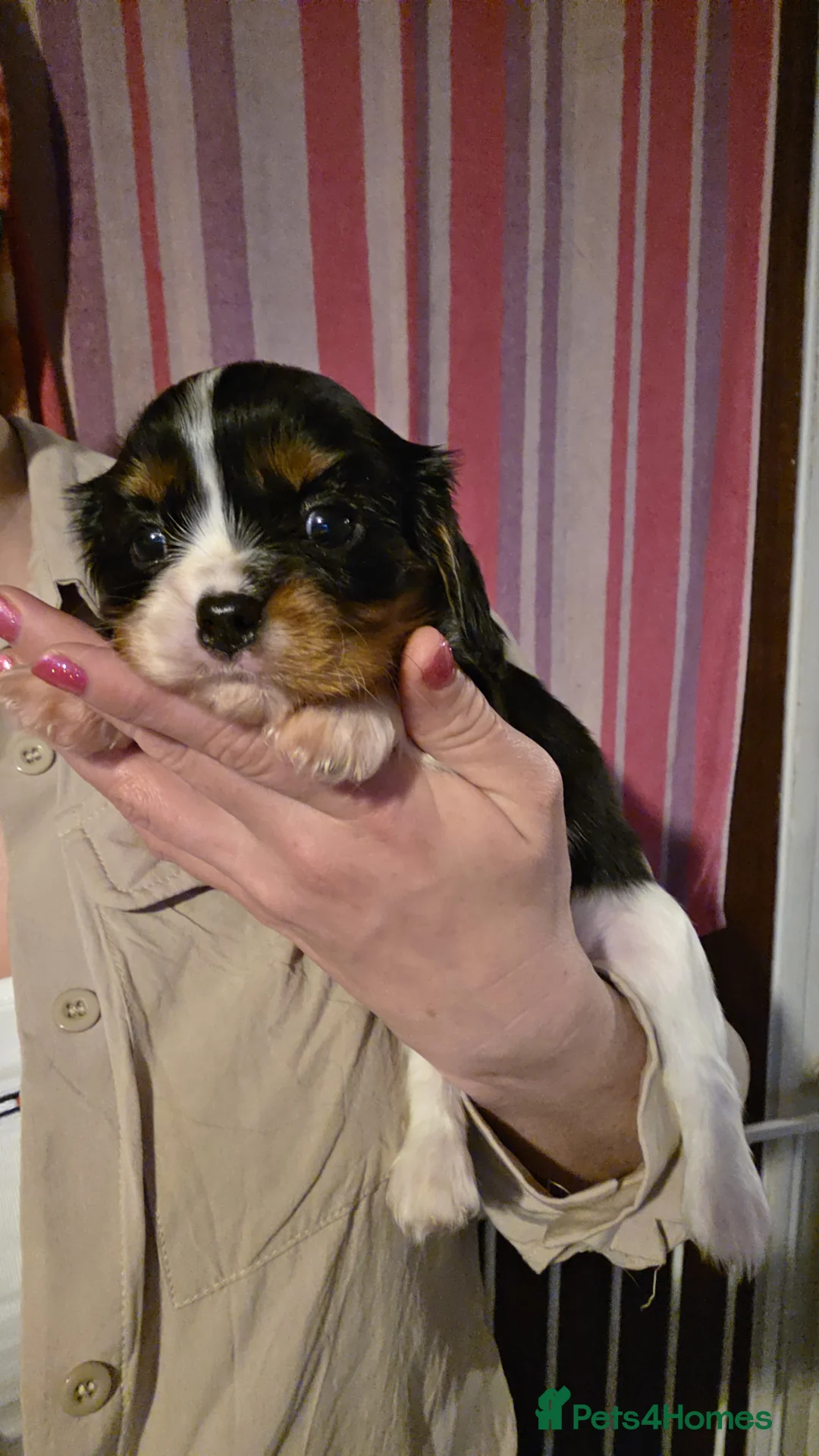 Cavalier King Charles Spaniel dogs for sale: Beautiful King Charles Cavalier Puppies - Advert 9