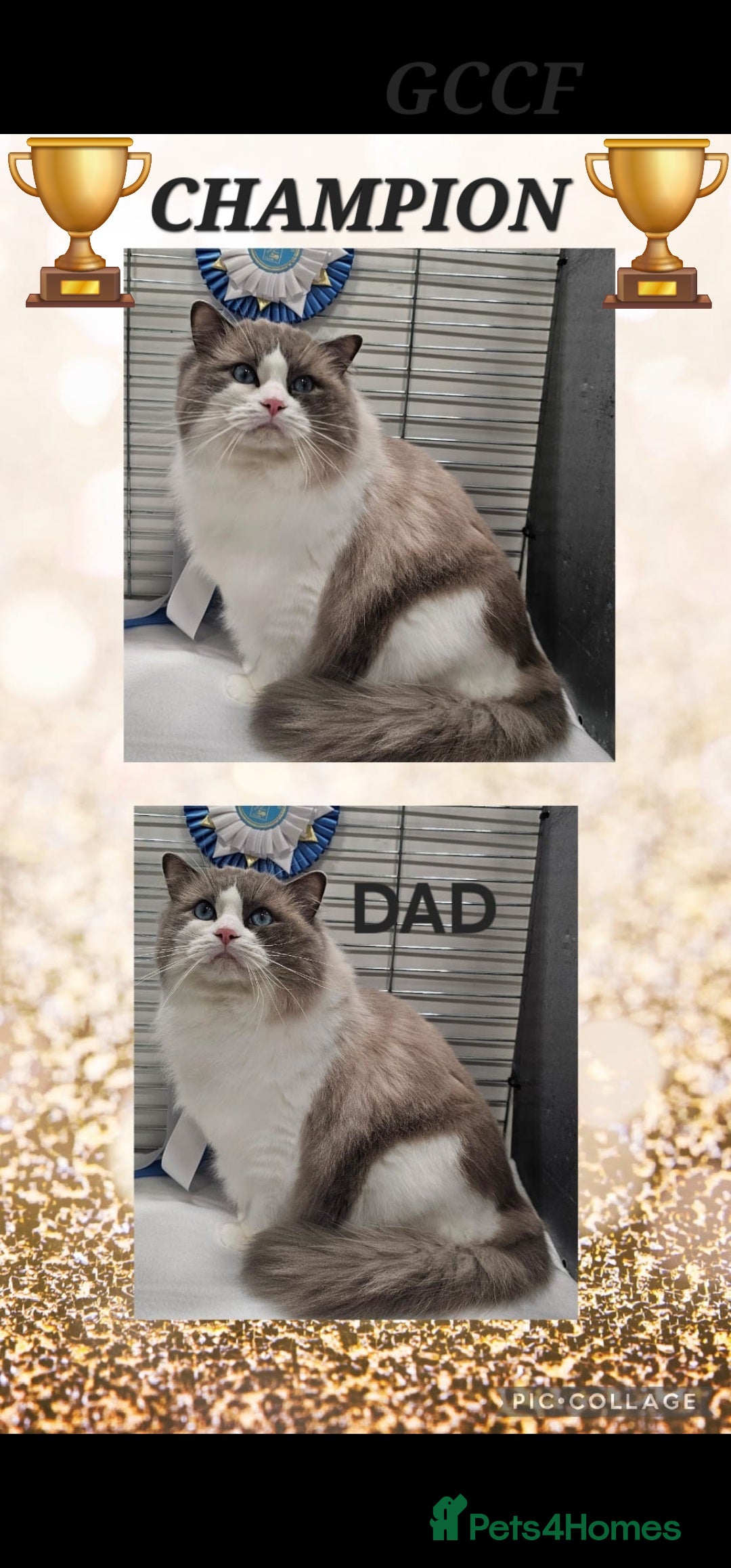 Ragdoll cats for sale: STUNNING GCCF CHAMPION SIRED KITTENS  - Image 25