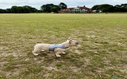 French Bulldog dogs for sale: Our 8 months old luna looking for new home - Advert 1