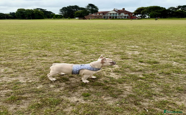 French Bulldog dogs Our 8 months old luna looking for new home - Advert 1