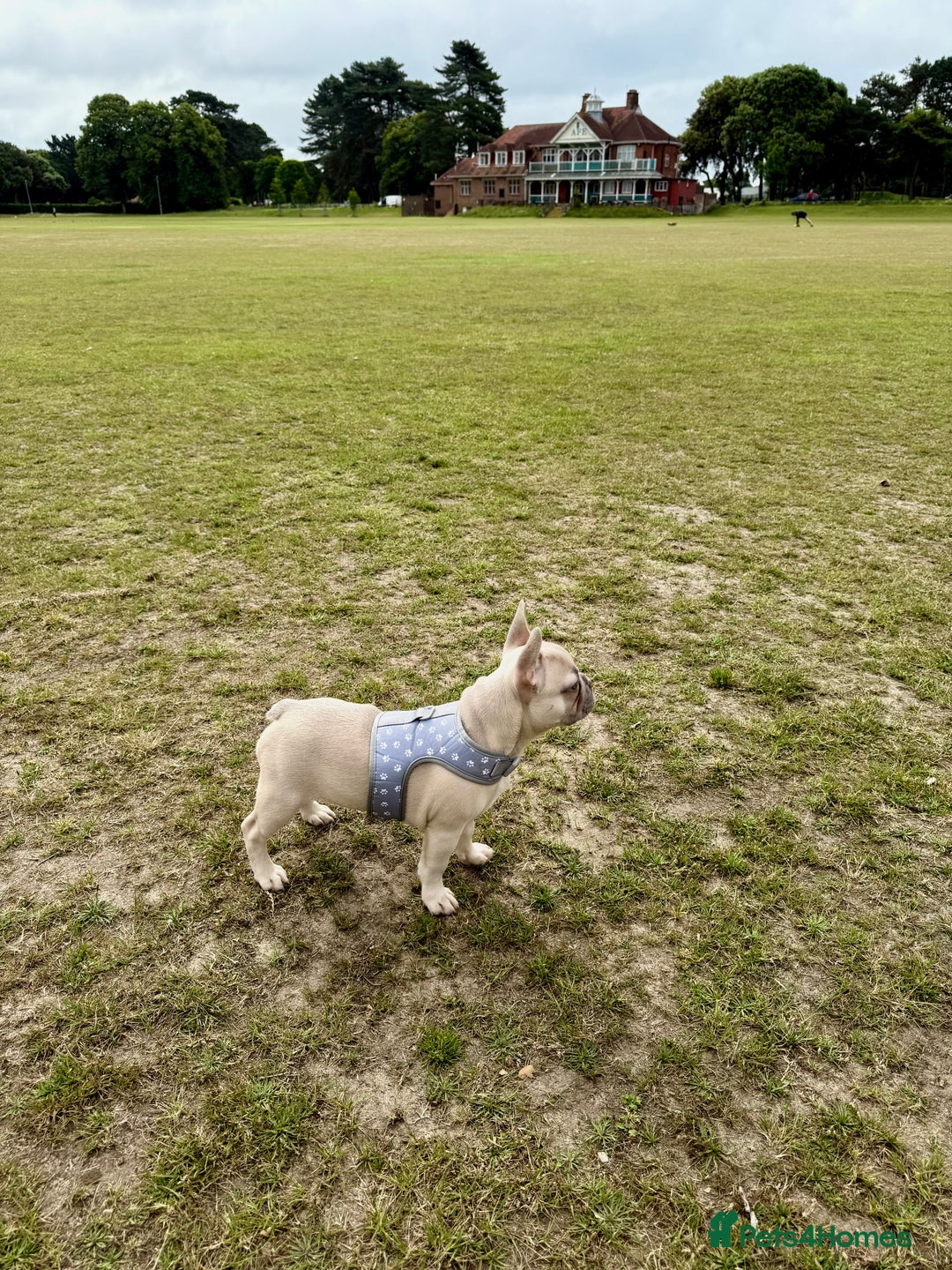 French Bulldog dogs for sale: Our 8 months old luna looking for new home - Advert 1