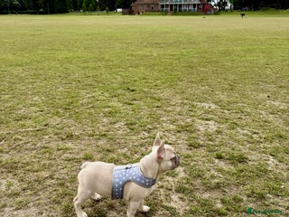 French Bulldog dogs Our 8 months old luna looking for new home - Advert 1