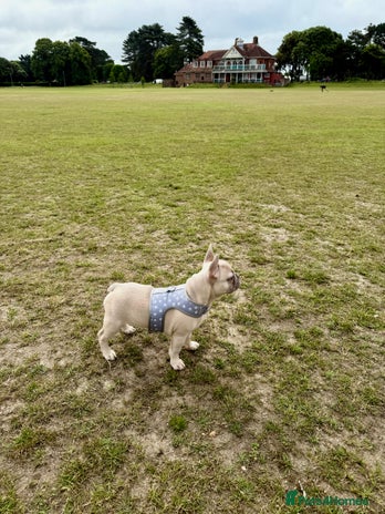 French Bulldog dogs Our 8 months old luna looking for new home - Advert 1