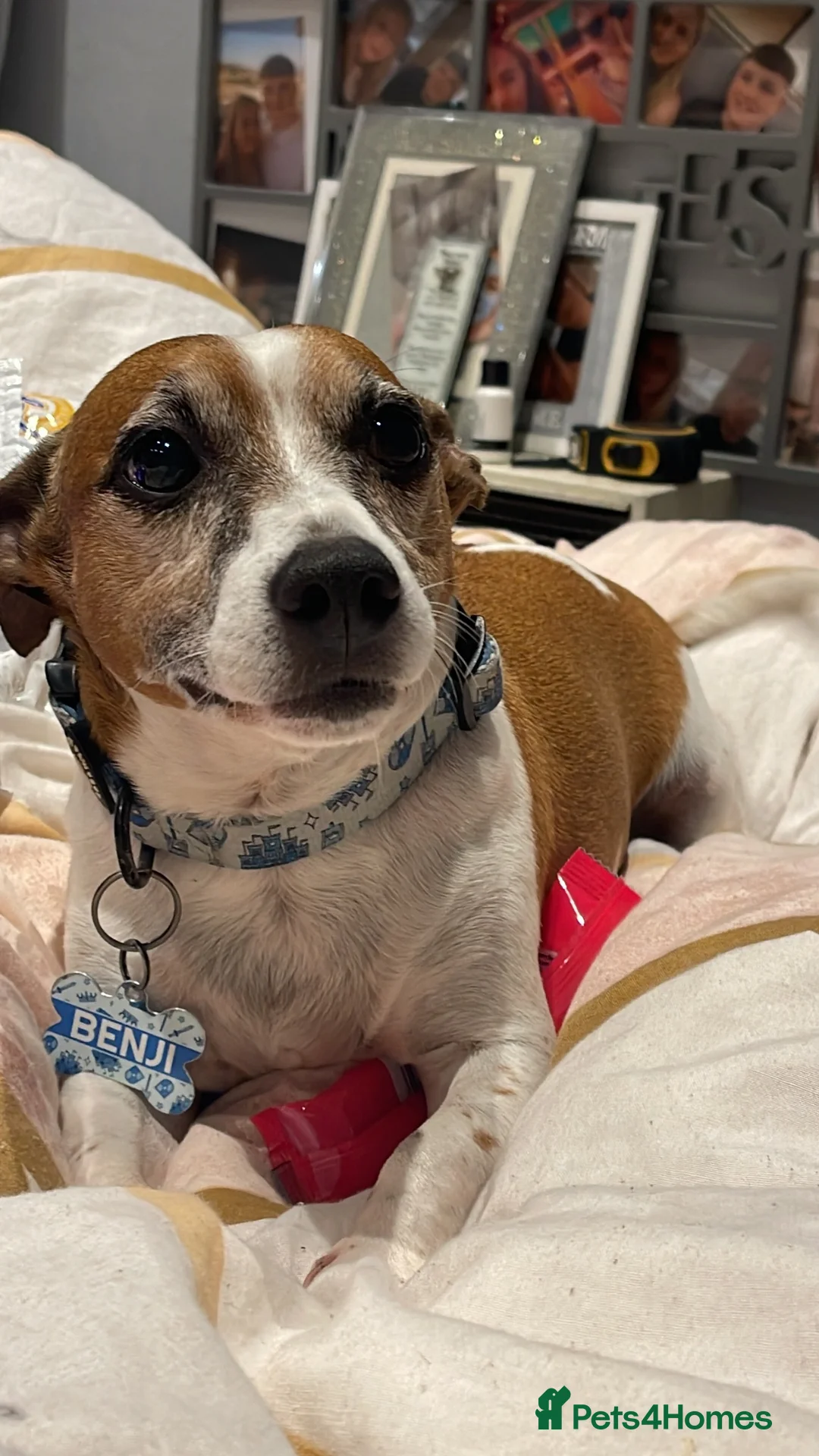 Jack Russell dogs for sale: Jack russell - Advert 2
