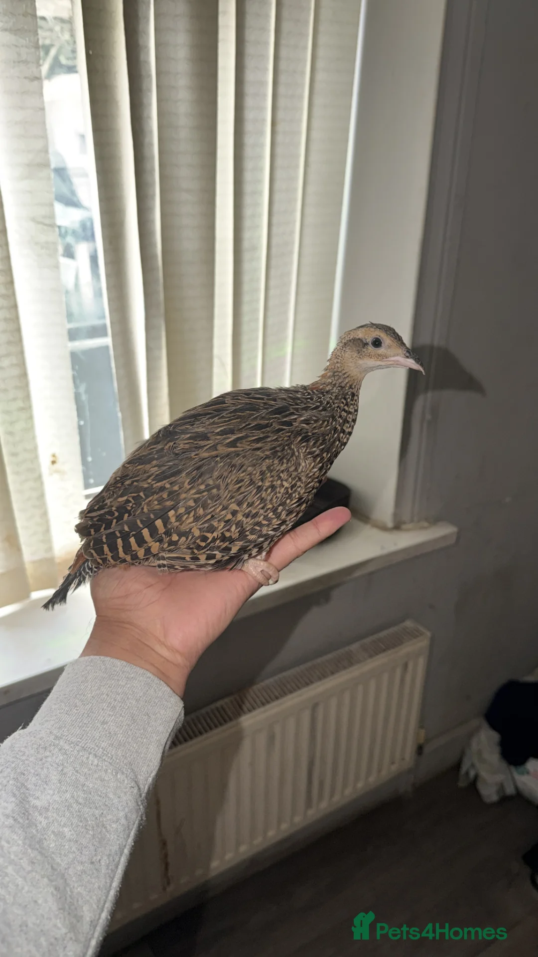 Pheasants poultry for sale: Black francolin females for sale  - Advert 2