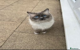 Ragdoll cats for stud: GCCF/TICA GrandChampion Bloodline Ragdoll for Stud in Accrington - Image 1