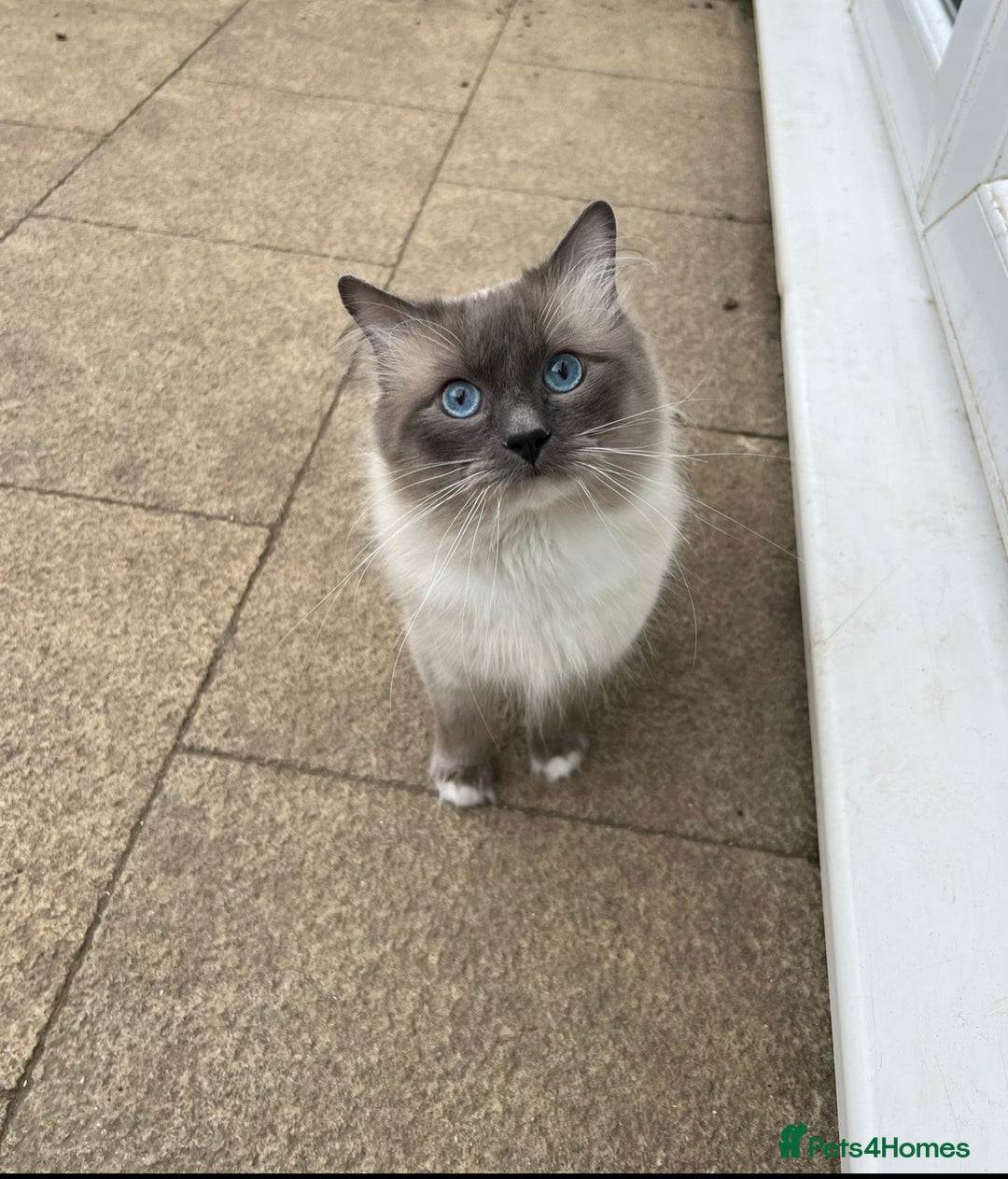 Ragdoll cats for stud: GCCF/TICA GrandChampion Bloodline Ragdoll for Stud in Accrington - Image 1