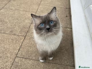 Ragdoll cats GCCF/TICA GrandChampion Bloodline Ragdoll for Stud in Accrington - Advert 1