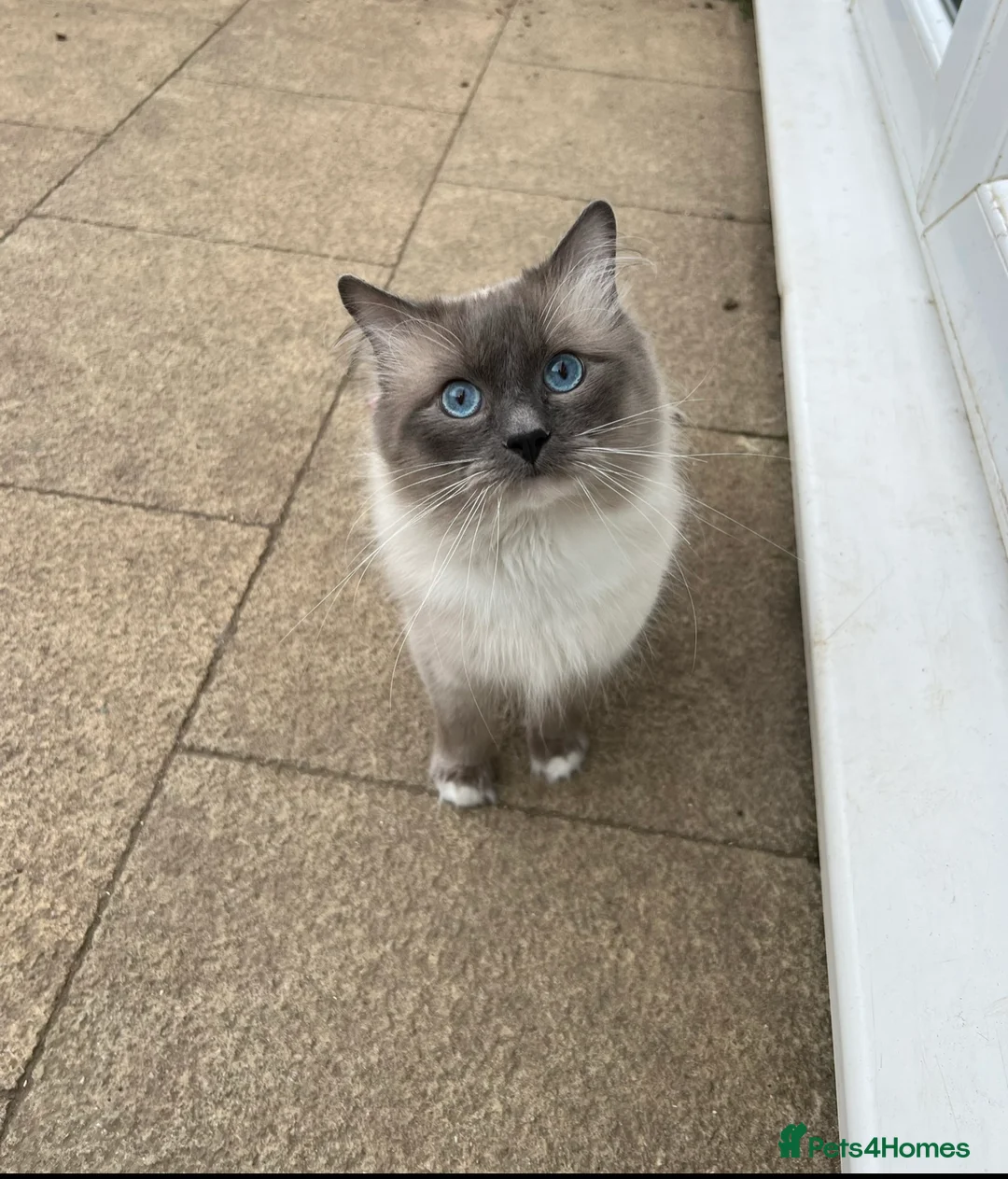 Ragdoll cats for stud: GCCF/TICA GrandChampion Bloodline Ragdoll for Stud in Accrington - Advert 1