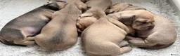 Miniature Dachshund dogs for stud: Kc reg pra clear  mini smooth.  - Advert 3