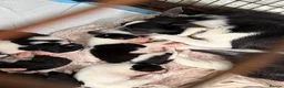 Border Collie dogs for sale: 6 amazing pups  - Advert 5