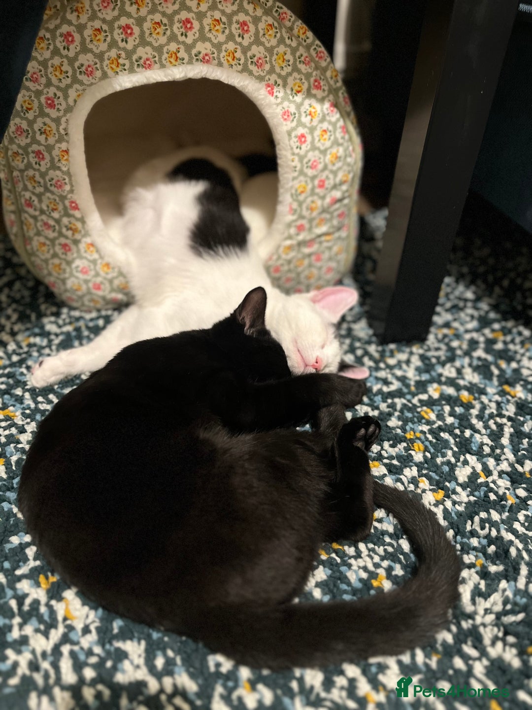 Mixed Breed cats for sale: Unique Bombay x Turkish Angora Tuxedo Kittens - Advert 6