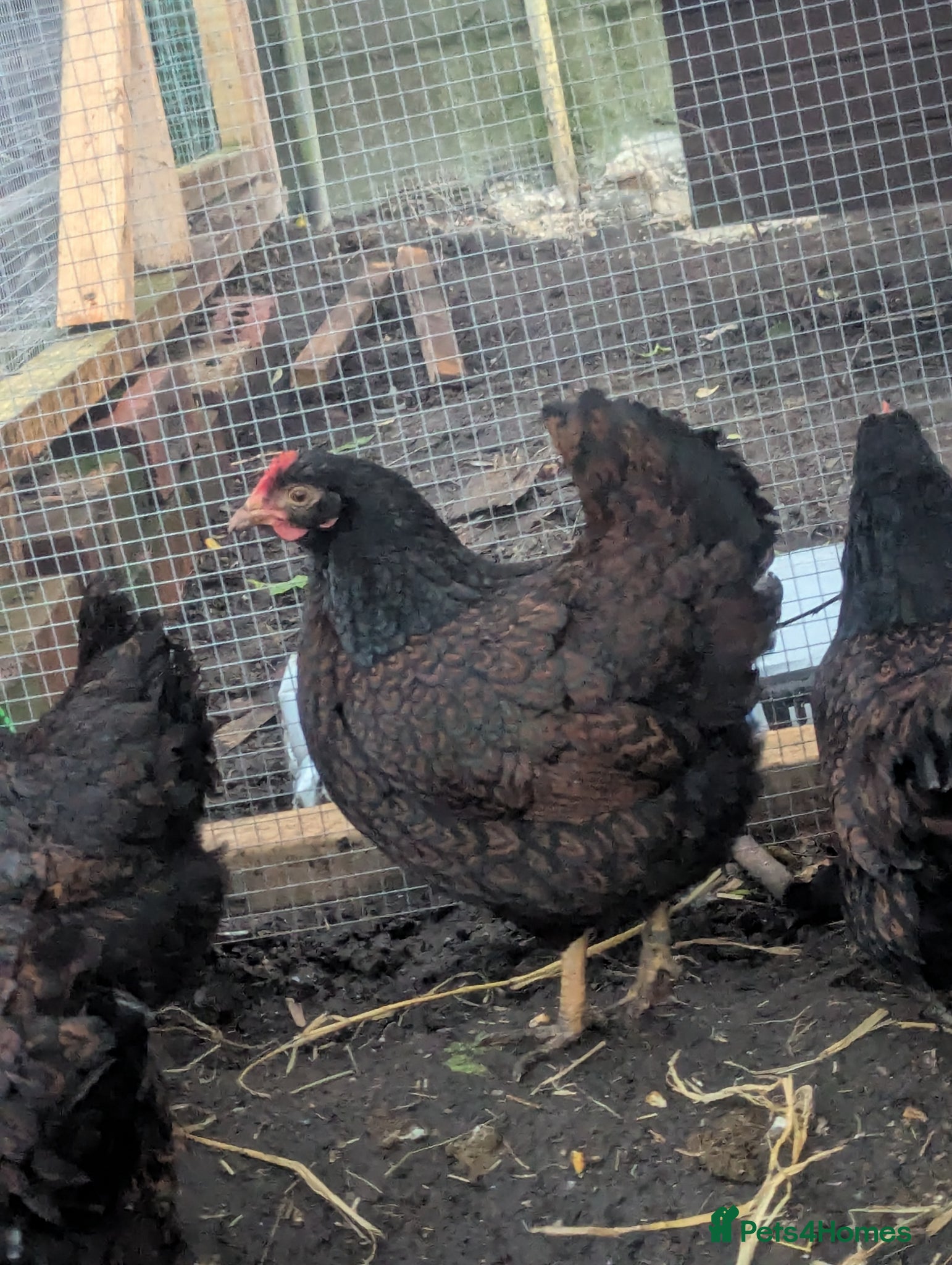 Chickens poultry Double laced barnevelder bantams group - Advert 1