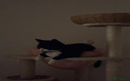 Brazilian Shorthair cats for sale: Tuxedo cat  - Image 3