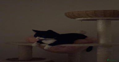 Brazilian Shorthair cats - Advert 6