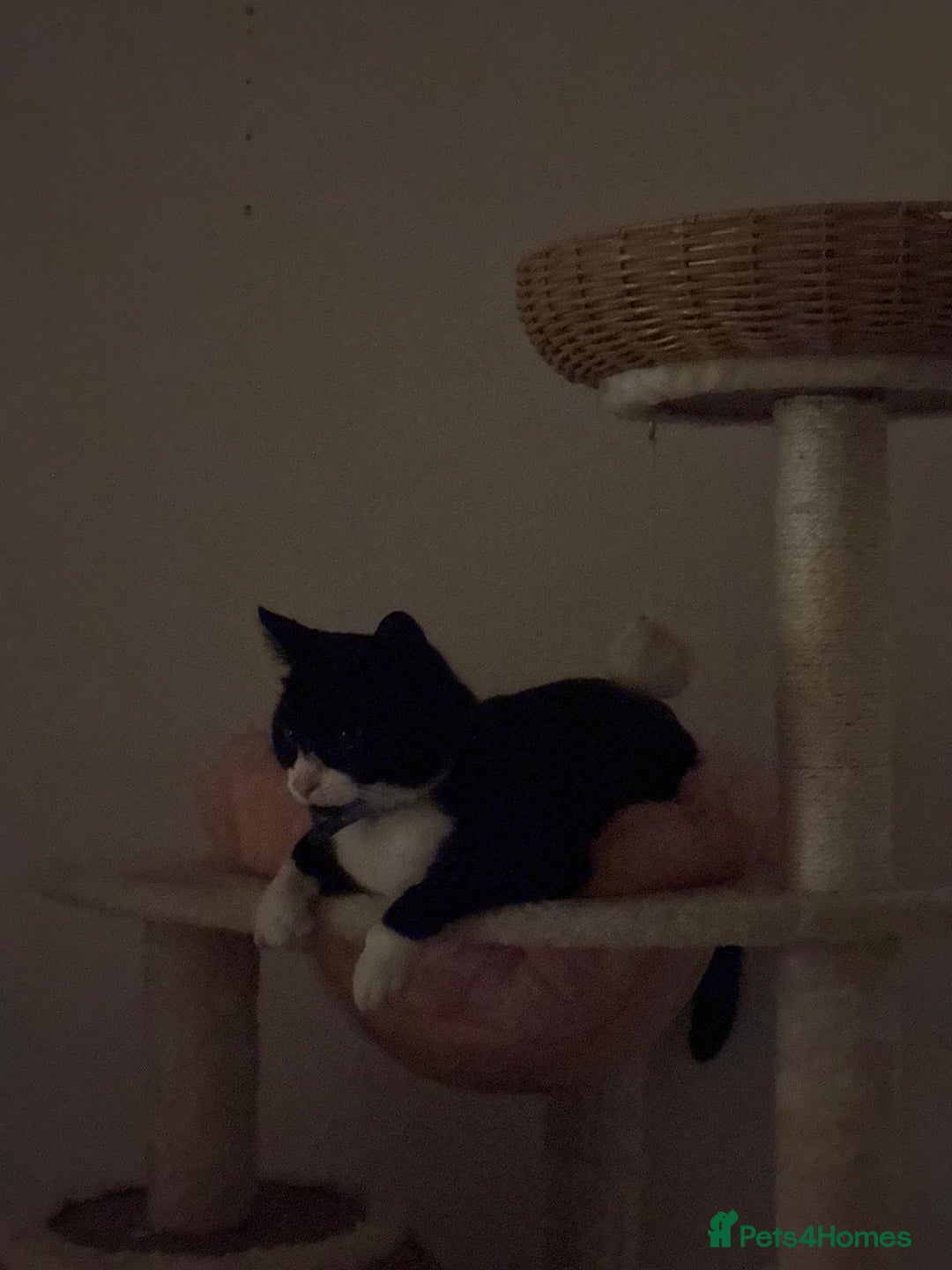 Brazilian Shorthair cats for sale: Tuxedo cat  - Image 3