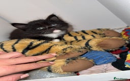 Mixed Breed cats for sale: Mixed breed kittens - Image 23