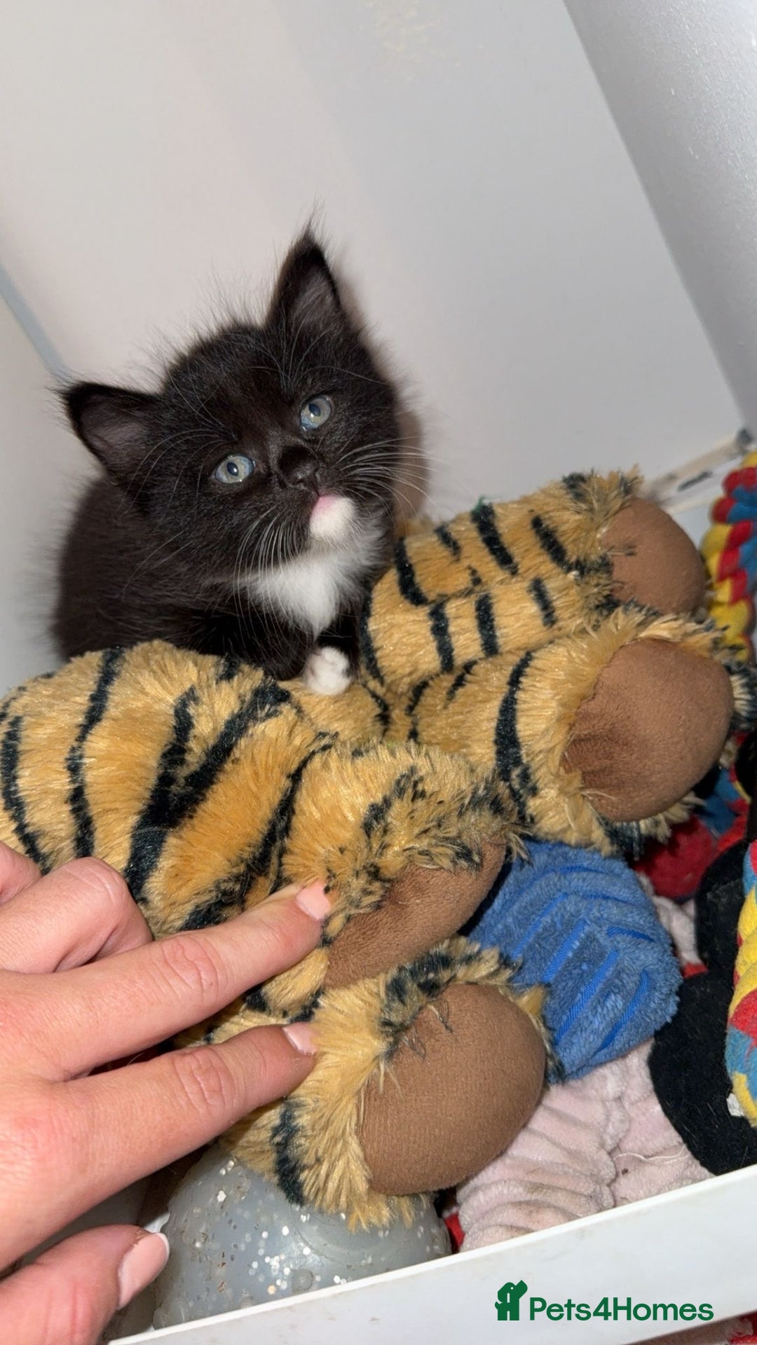 Mixed Breed cats for sale: Mixed breed kittens - Image 23