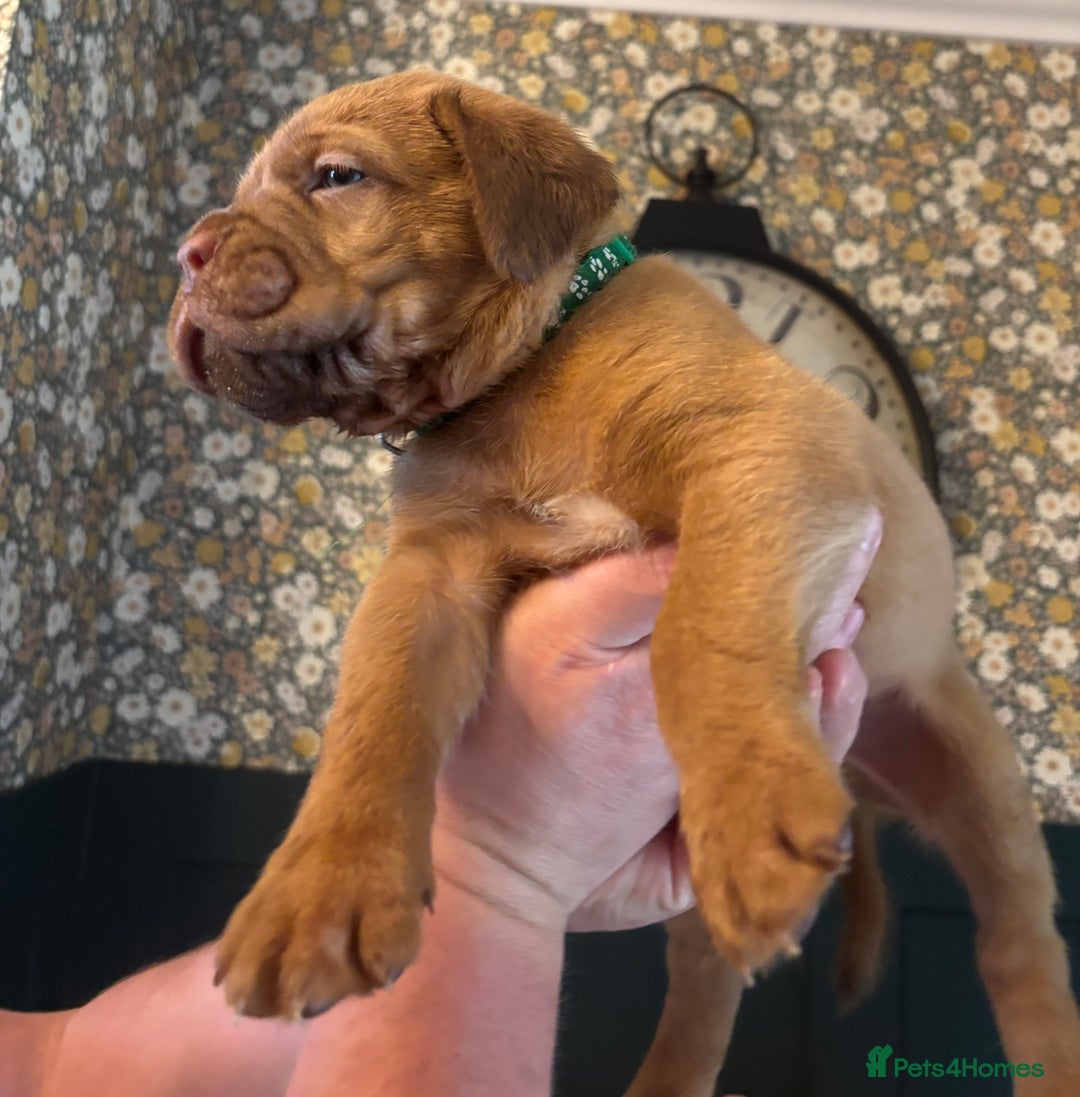 Dogue De Bordeaux dogs for sale: 6 stunning chunky Douge de Bordeux pups - Image 8