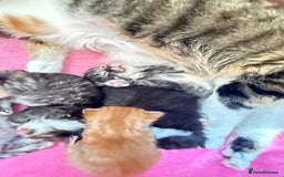 Mixed Breed cats for sale: Kittens - Image 7