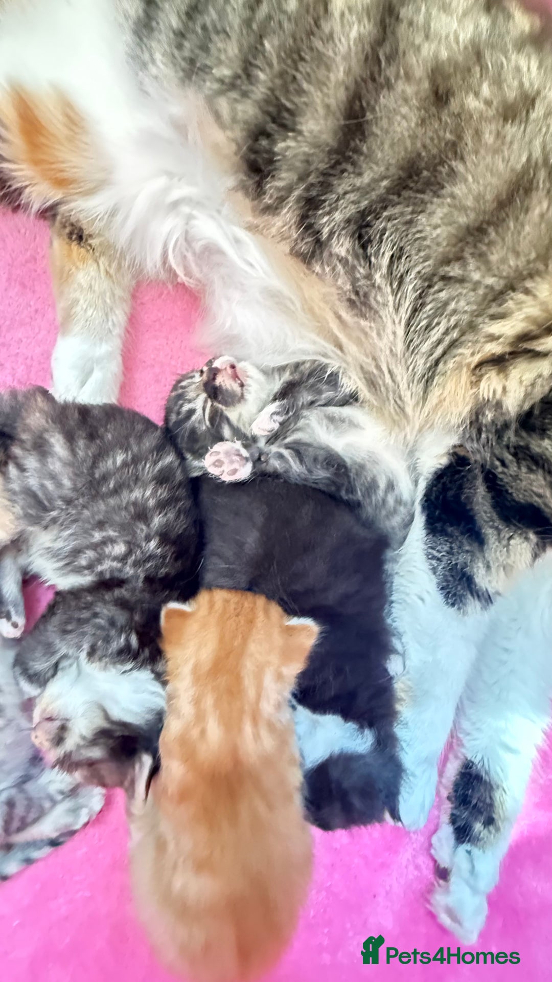 Mixed Breed cats for sale: Kittens - Image 7