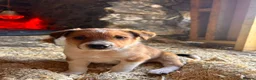 Mixed Breed dogs for sale: Collie pups (2 Male)   in Isle of Mull - Advert 3