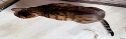 Bengal cats for sale: Female Friendly Bengal pet - Advert 4
