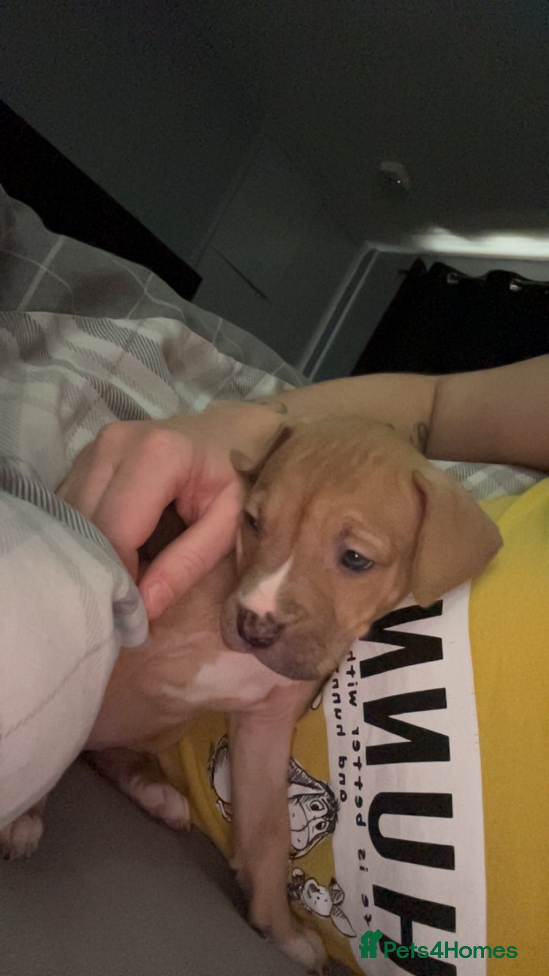 American Bully dogs for sale: Female American bully  - Image 28